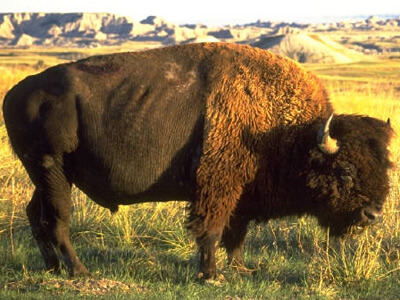 Photo of a bison